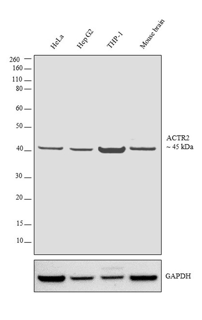 Arp2 Antibody in Western Blot (WB)