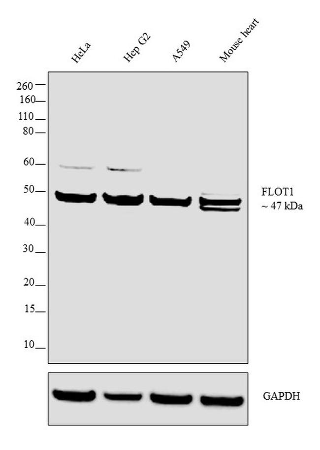 Flotillin 1 Antibody in Western Blot (WB)