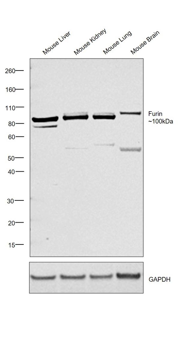 Furin Antibody in Western Blot (WB)