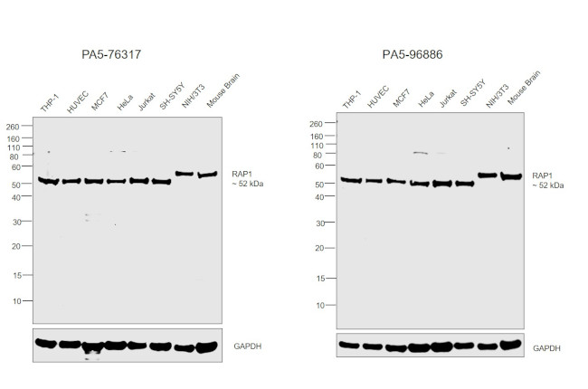 RAP1 Antibody