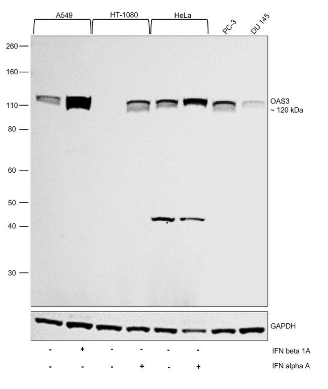 OAS3 Antibody in Western Blot (WB)