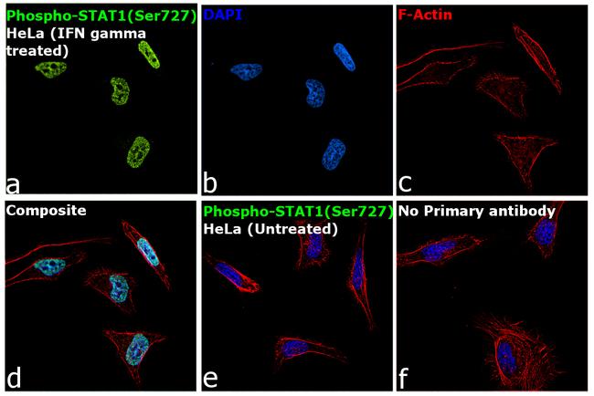 Phospho-STAT1 (Ser727) Antibody