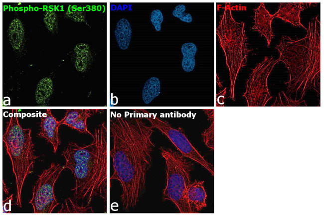 Phospho-RSK1 (Ser380) Antibody in Immunocytochemistry (ICC/IF)