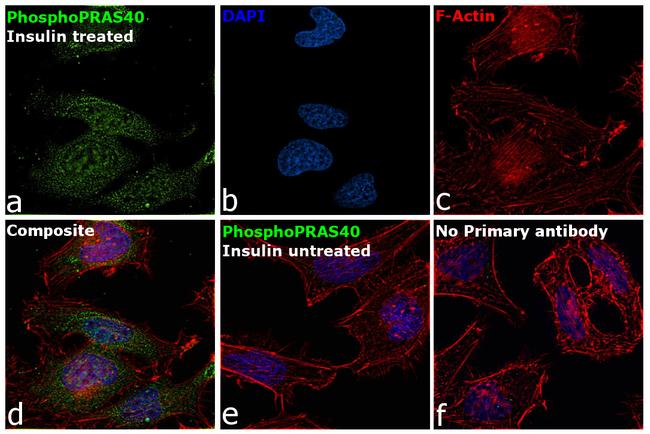 Phospho-PRAS40 (Thr246) Antibody