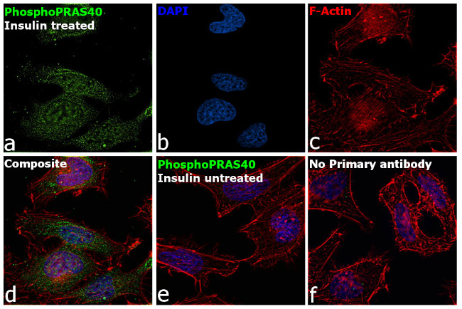 Phospho-PRAS40 (Thr246) Antibody in Immunocytochemistry (ICC/IF)