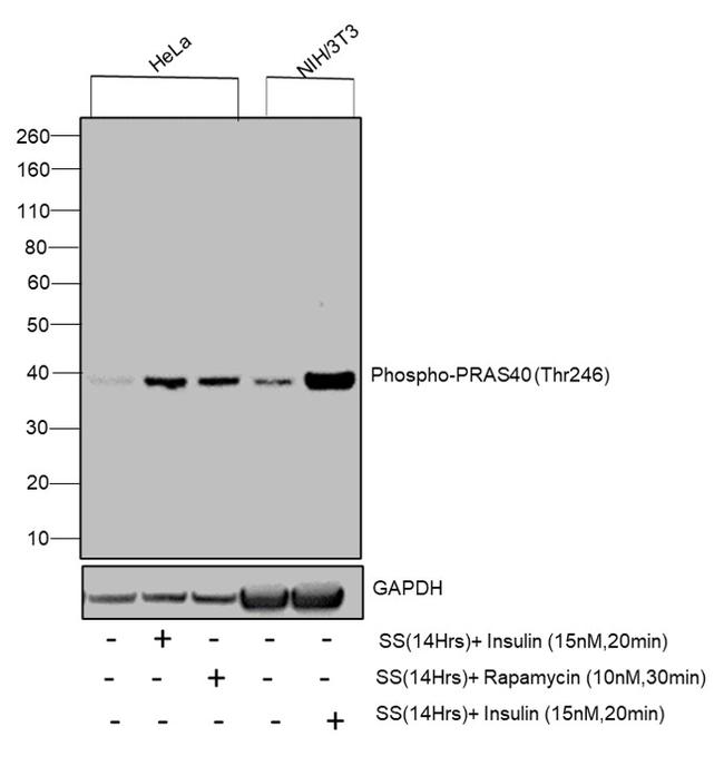 Phospho-PRAS40 (Thr246) Antibody