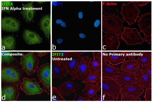 IFIT3 Antibody