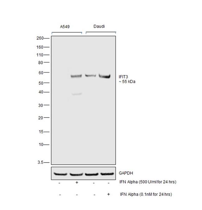 IFIT3 Antibody in Western Blot (WB)