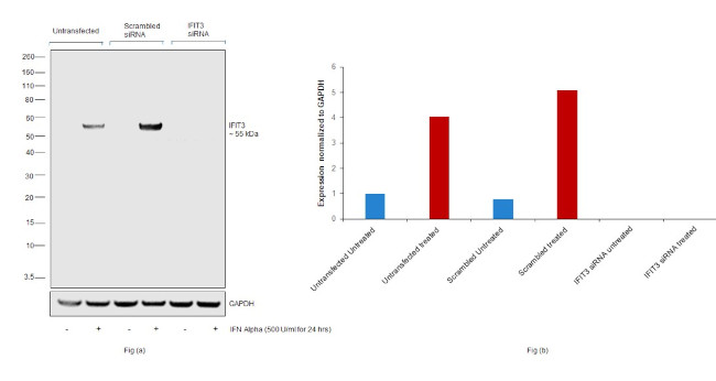 IFIT3 Antibody