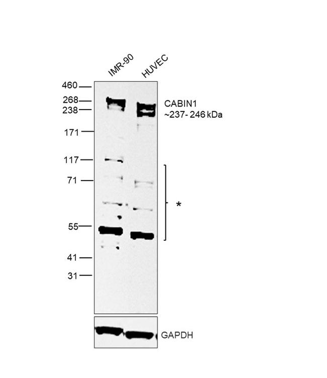 CABIN1 Antibody in Western Blot (WB)