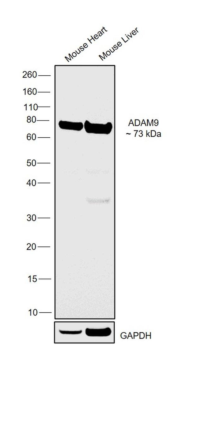 ADAM9 Antibody in Western Blot (WB)