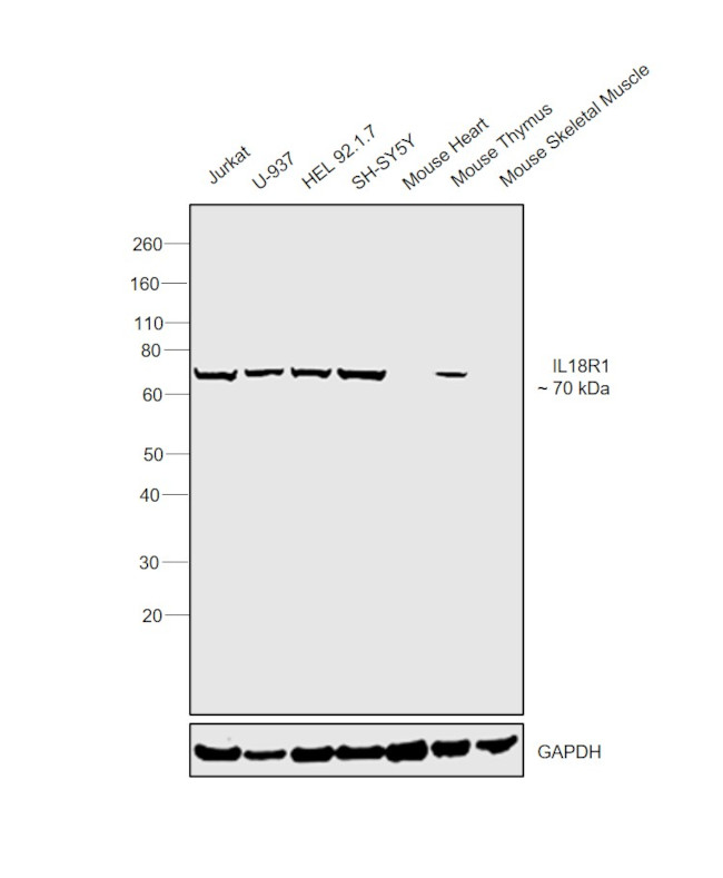 IL18R1 Antibody