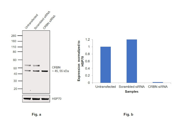 CRBN Antibody