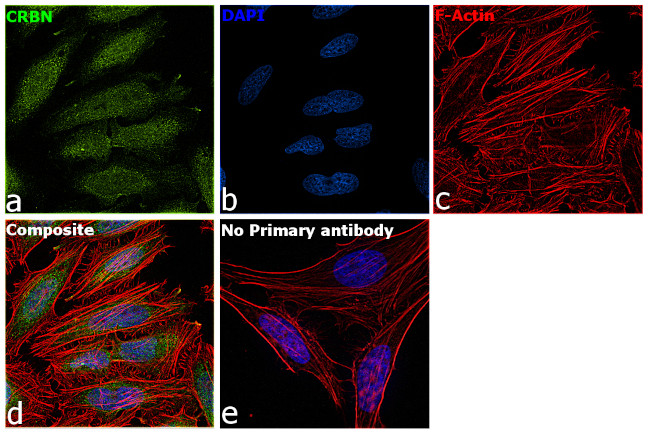 CRBN Antibody in Immunocytochemistry (ICC/IF)