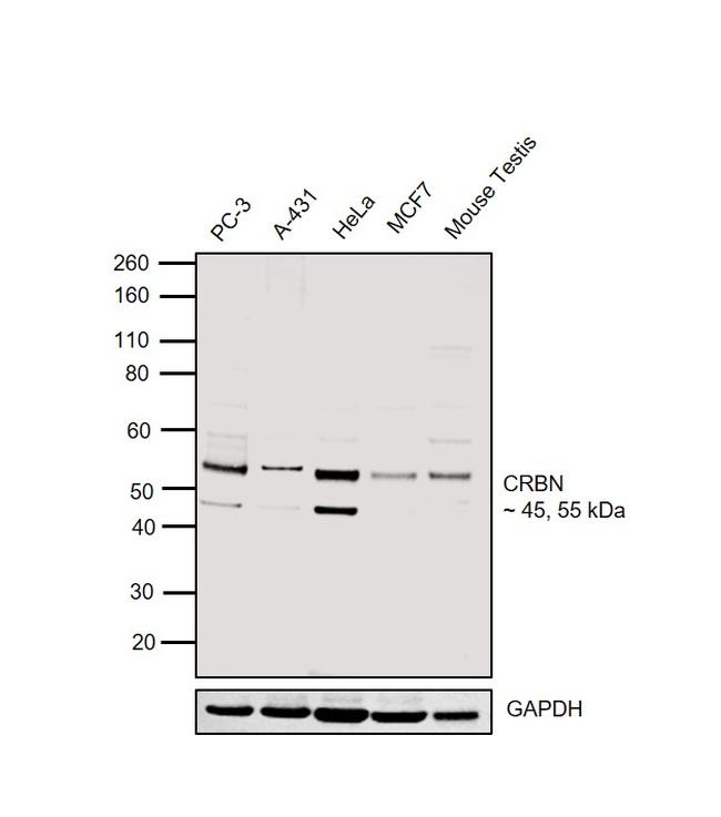 CRBN Antibody in Western Blot (WB)