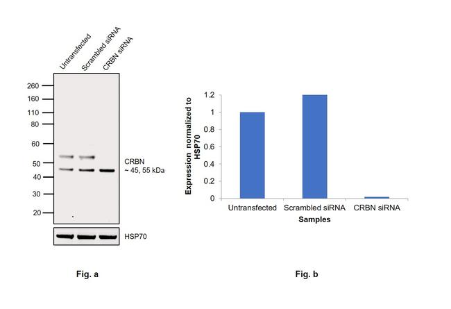 CRBN Antibody in Western Blot (WB)