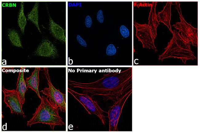 CRBN Antibody in Immunocytochemistry (ICC/IF)