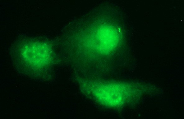 PAAF1 Antibody in Immunocytochemistry (ICC/IF)