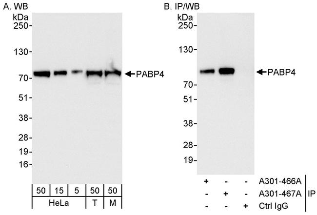 PABP4 Antibody in Western Blot (WB)