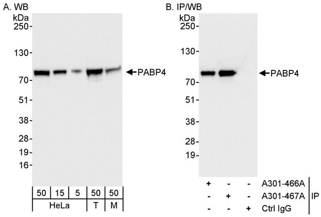 PABP4 Antibody in Western Blot (WB)