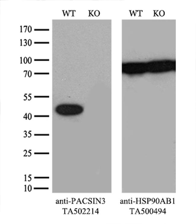 PACSIN3 Antibody in Western Blot (WB)