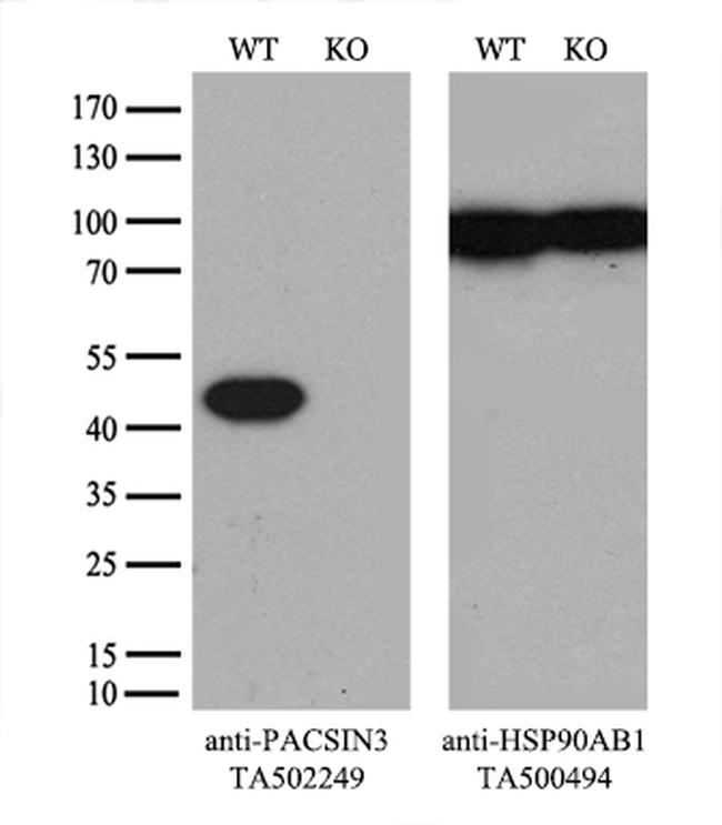 PACSIN3 Antibody in Western Blot (WB)