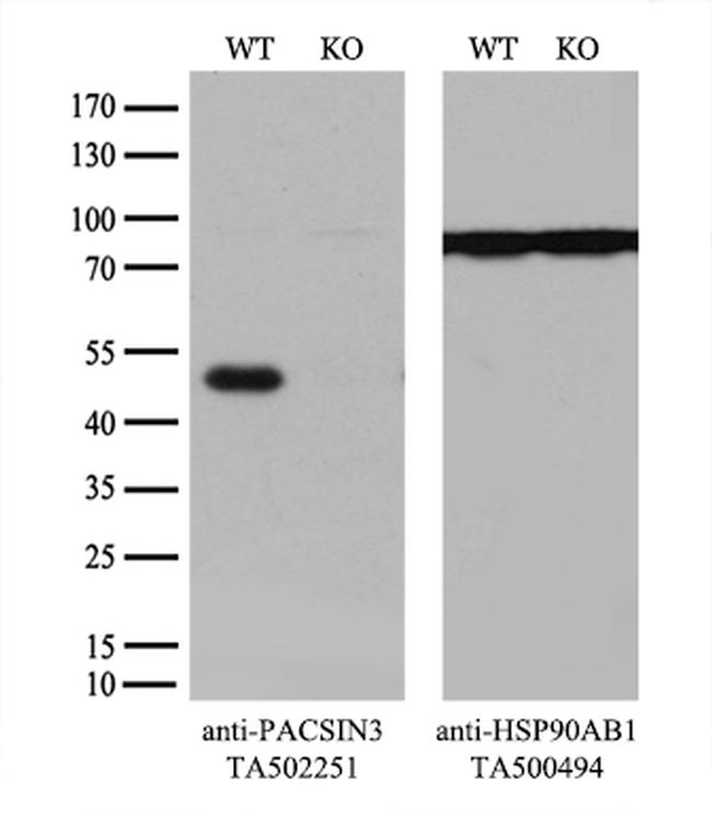 PACSIN3 Antibody in Western Blot (WB)