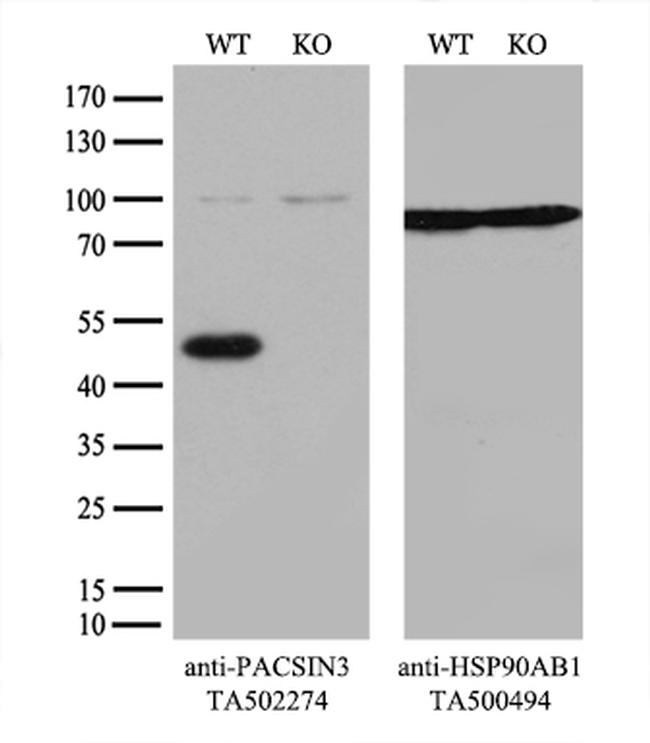 PACSIN3 Antibody in Western Blot (WB)