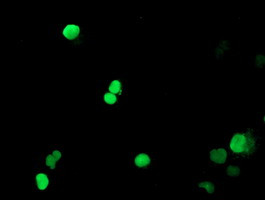 PADI4 Antibody in Immunocytochemistry (ICC/IF)