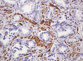 PADI4 Antibody in Immunohistochemistry (Paraffin) (IHC (P))