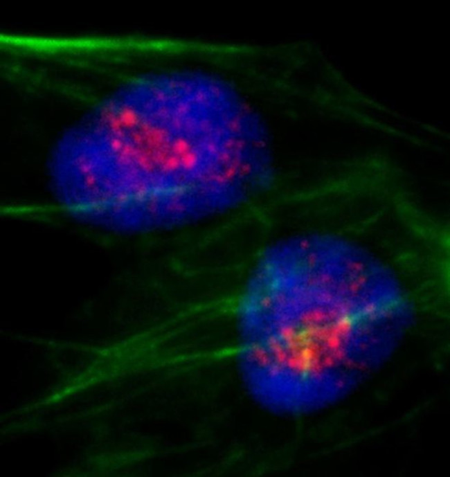 PAF49 Antibody in Immunocytochemistry (ICC/IF)