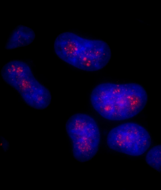 PAF49 Antibody in Immunocytochemistry (ICC/IF)