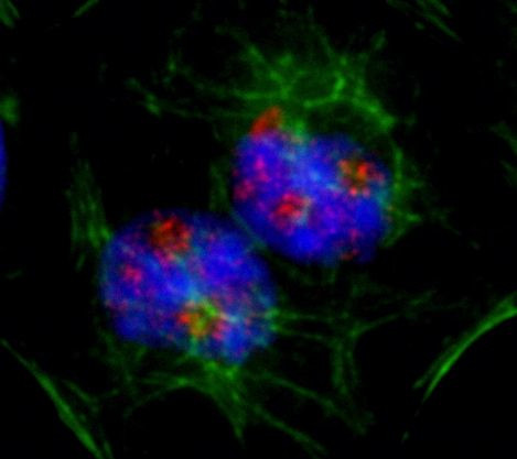 PAF49 Antibody in Immunocytochemistry (ICC/IF)