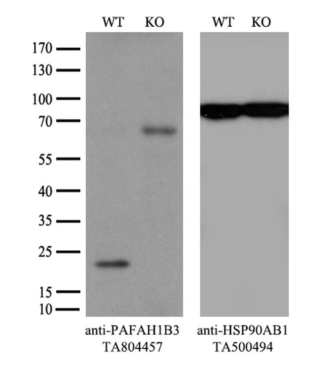 PAFAH1B3 Antibody in Western Blot (WB)