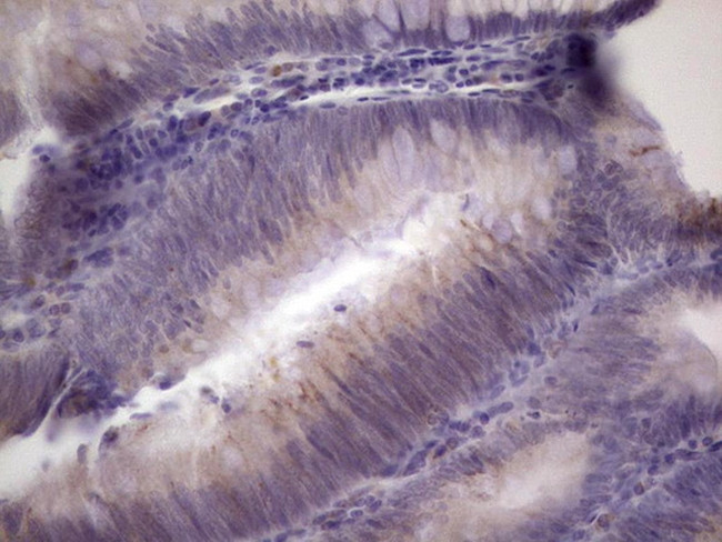 PAGE1 Antibody in Immunohistochemistry (Paraffin) (IHC (P))