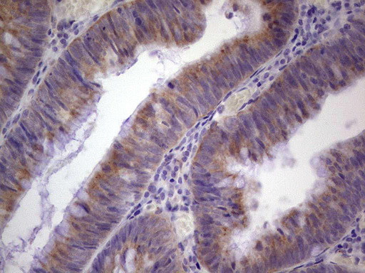 PAGE1 Antibody in Immunohistochemistry (Paraffin) (IHC (P))