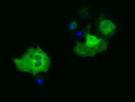 PAICS Antibody in Immunocytochemistry (ICC/IF)