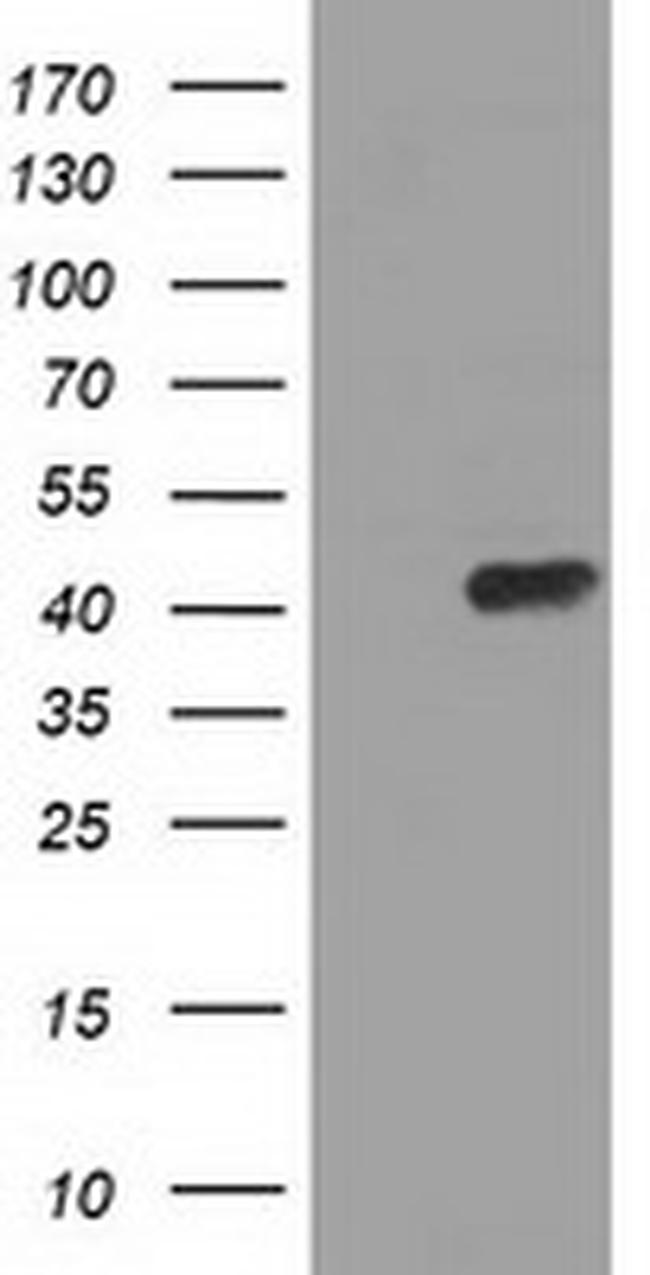 PAICS Antibody in Western Blot (WB)