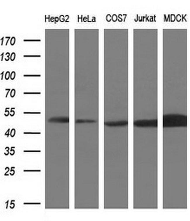 PAICS Antibody in Western Blot (WB)