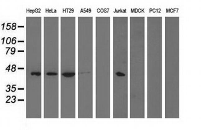 PAICS Antibody in Western Blot (WB)