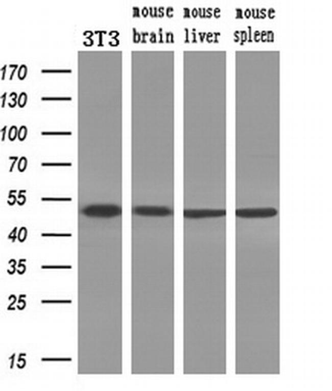 PAICS Antibody in Western Blot (WB)