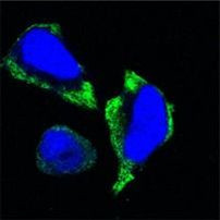 PAK2 Antibody in Immunocytochemistry (ICC/IF)