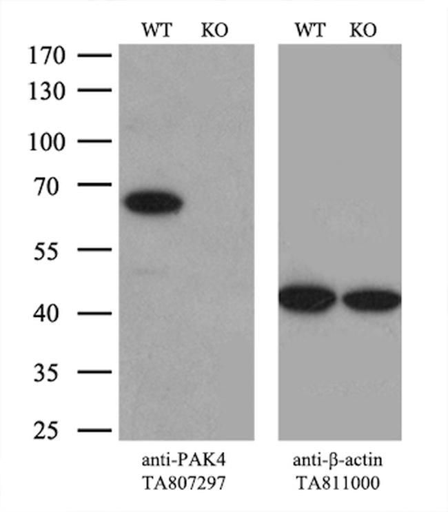 PAK4 Antibody in Western Blot (WB)