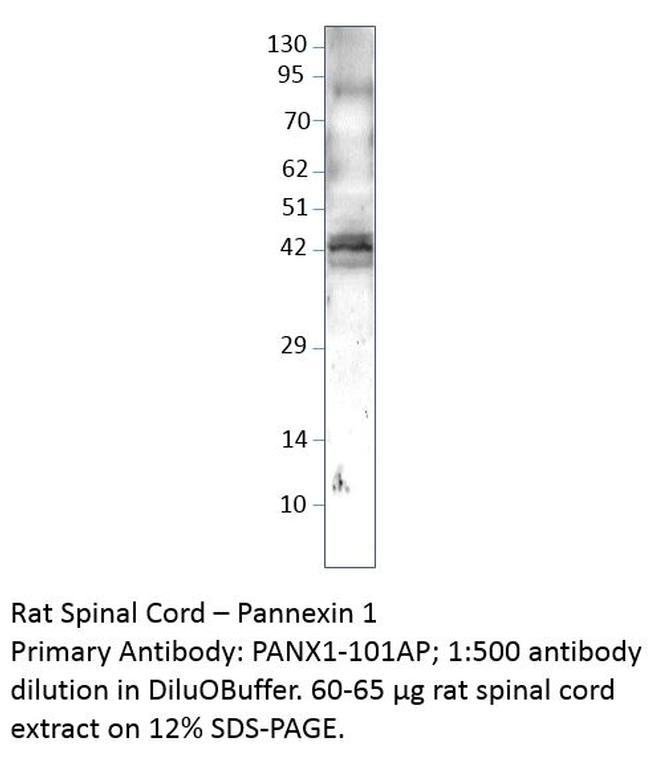 Pannexin 1 Antibody in Western Blot (WB)