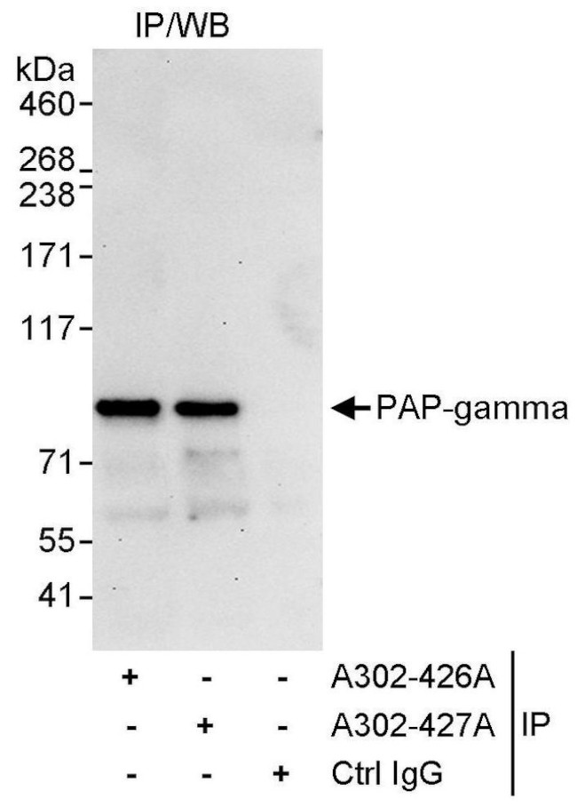 PAP-gamma Antibody in Immunoprecipitation (IP)