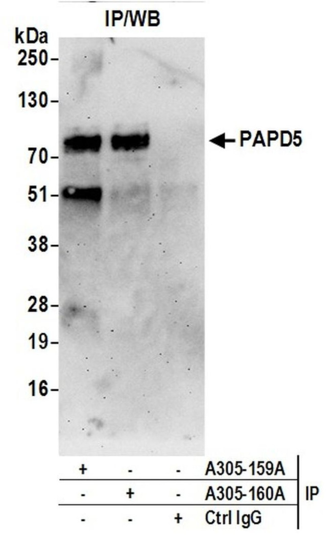 PAPD5/TRF4-2 Antibody in Immunoprecipitation (IP)