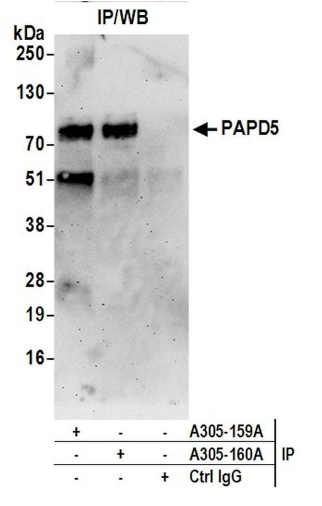 PAPD5/TRF4-2 Antibody in Immunoprecipitation (IP)