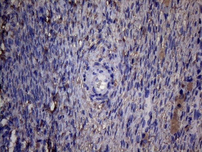 PAPSS2 Antibody in Immunohistochemistry (Paraffin) (IHC (P))