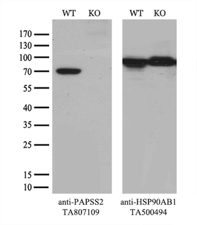 PAPSS2 Antibody