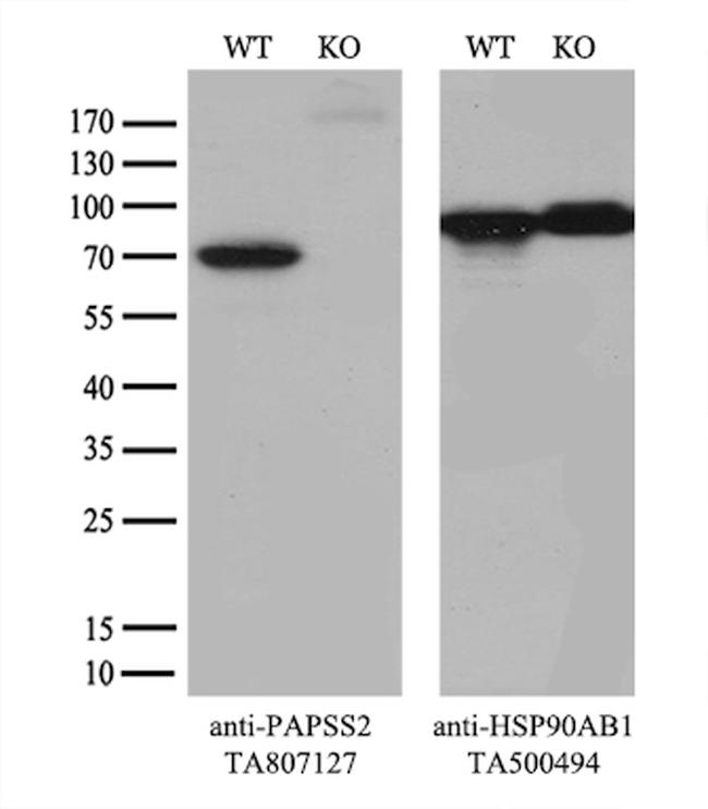 PAPSS2 Antibody in Western Blot (WB)